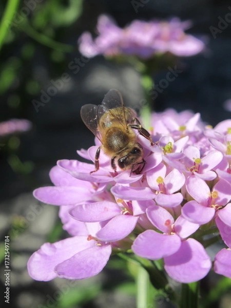 Obraz Zbliżenie na pszczołę zbierającą pyłek z kwiatka