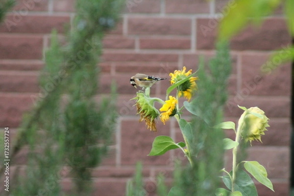 Obraz Sonnenblume als Futter