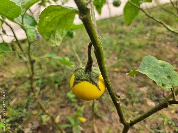 Obraz Yellow eggplant