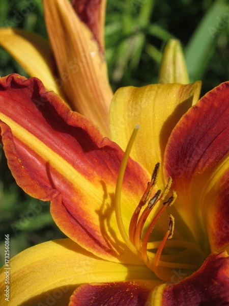 Obraz Zbliżenie na kwiat liliowca