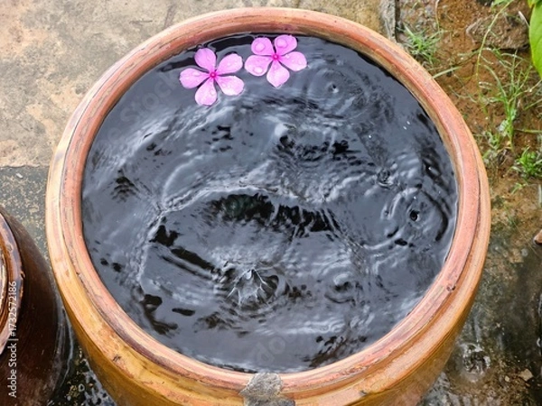 Obraz Vinca flower in water