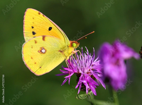 Obraz Colias crocea - Dark Clouded Yellow (3)