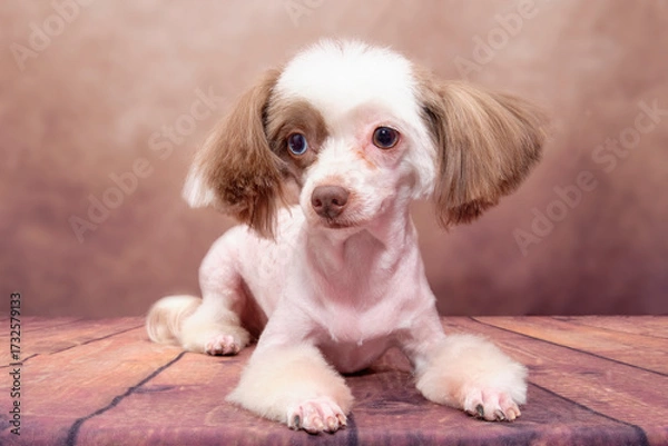 Fototapeta Chinese crested dog close-up on vintage background
