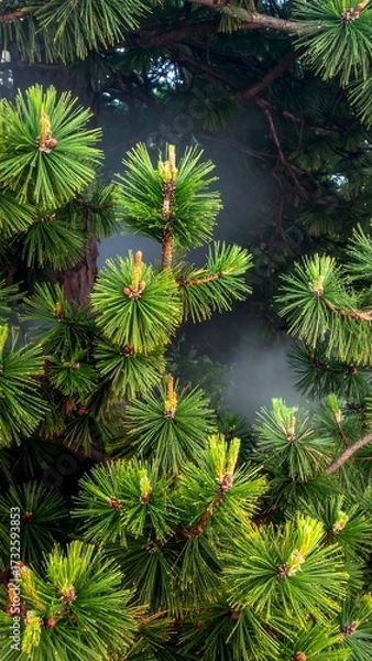 Fototapeta Close-up view of dense pine tree branches