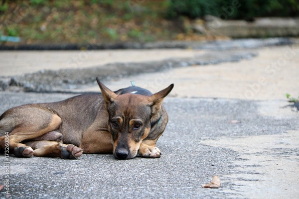 Fototapeta Thai black and brown and white color of stray dog laying down on the street. It is a dog that lives on the streets or temple and does not have an owner.