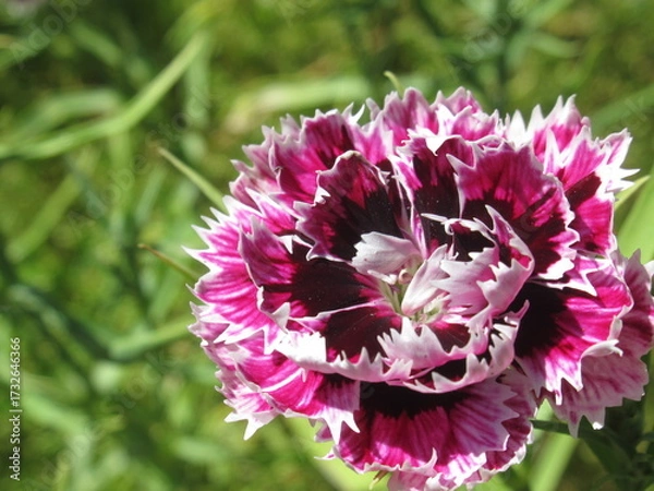 Obraz Zbliżenie na kwiat goździka