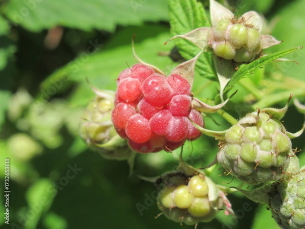 Obraz Zbliżenie na owoce maliny