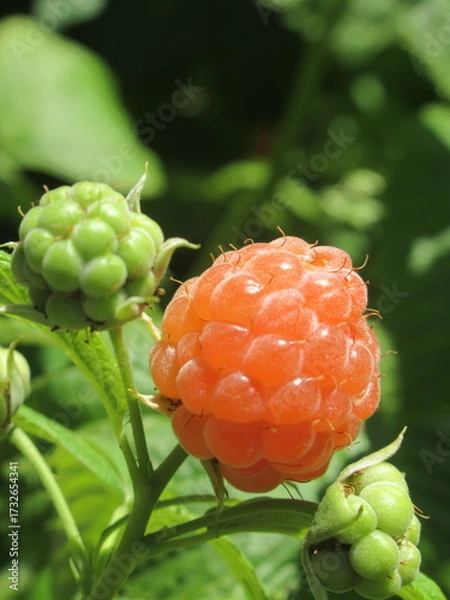 Obraz Zbliżenie na owoce maliny