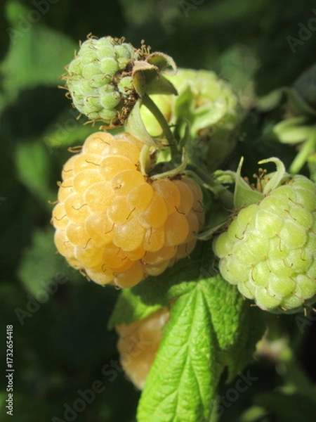 Obraz Zbliżenie na owoce maliny