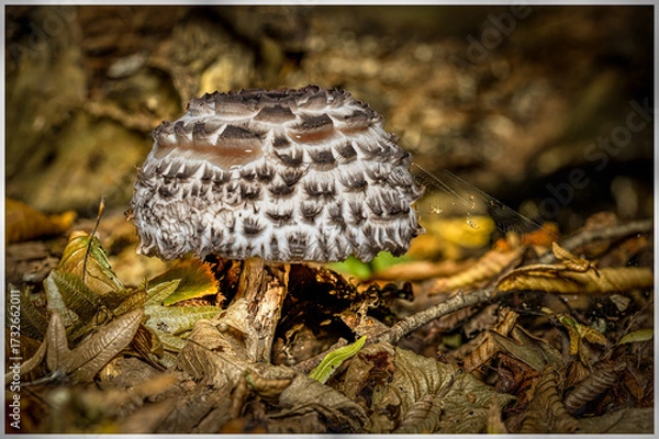 Fototapeta Mushroom in the forest in autumn