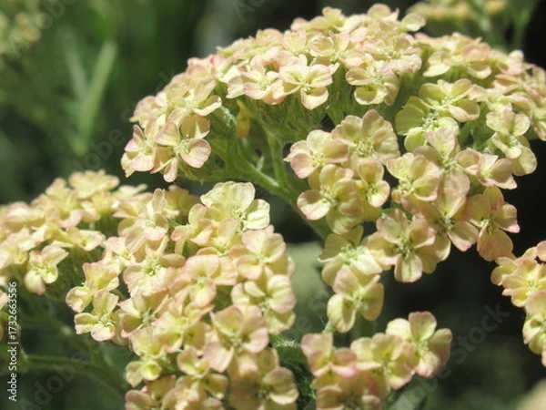 Obraz Zbliżenie na kwiaty rośliny z gatunku achillea