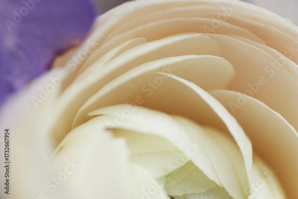 Obraz Soft macro close-up of cream white ranunculus petals with delicate texture and gentle floral layers
