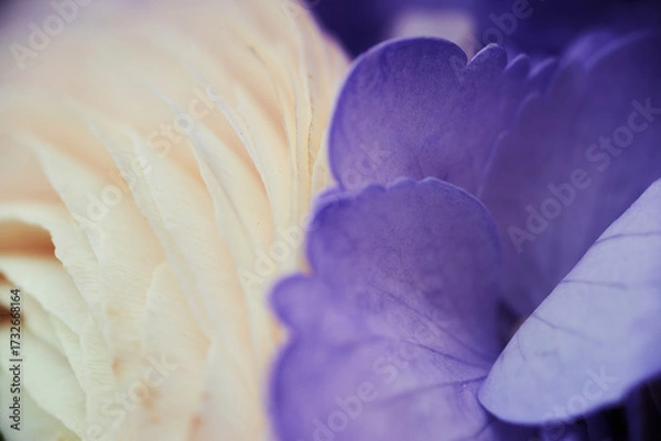Obraz Close-up of delicate cream ranunculus and vibrant purple hydrangea petals in soft natural light
