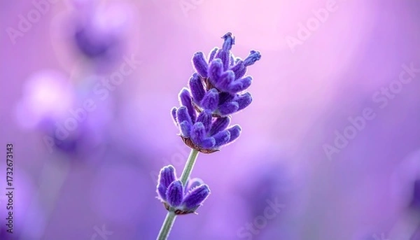 Fototapeta Close-up of a lavender flower in soft focus