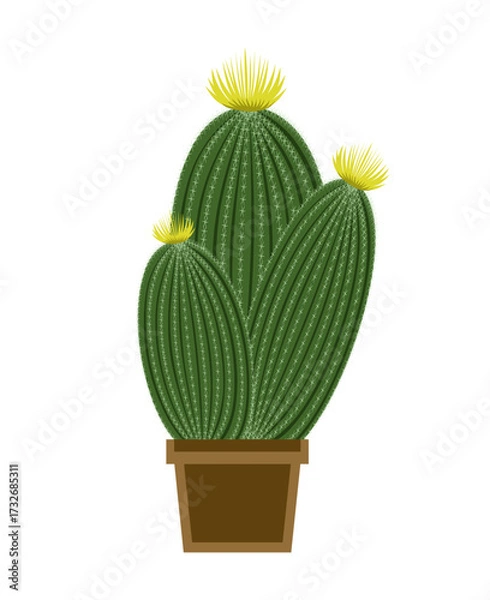 Fototapeta Vector picture of cartoon cactus in pot isolated on white background. Three cactuses with yellow flowers.