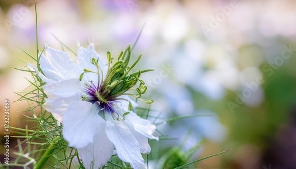 Fototapeta Delicate Petals: A pristine white flower with a mesmerizing structure, showcased against a dreamy bokeh background. Capturing serenity and subtle beauty of nature.