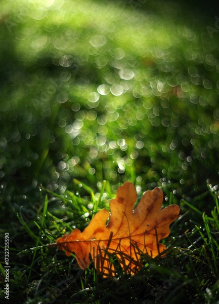 Fototapeta Fallen leaves lie on the grass against a blurred background. Selective focus.