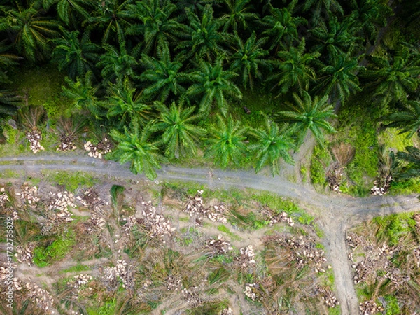 Obraz Aerial view showing deforestation of rainforest for palm oil plantation in Borneo