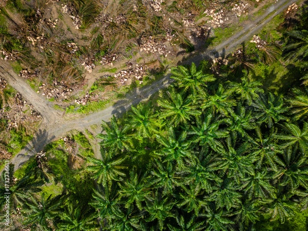 Obraz Aerial drone view showing deforestation and land clearing for palm oil plantation