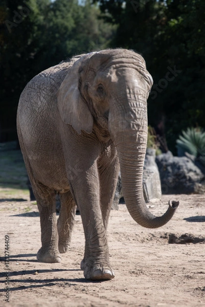 Obraz elephant in the zoo