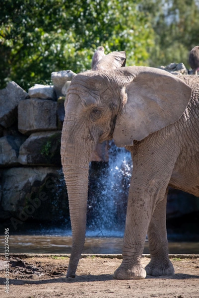 Obraz elephant in the zoo