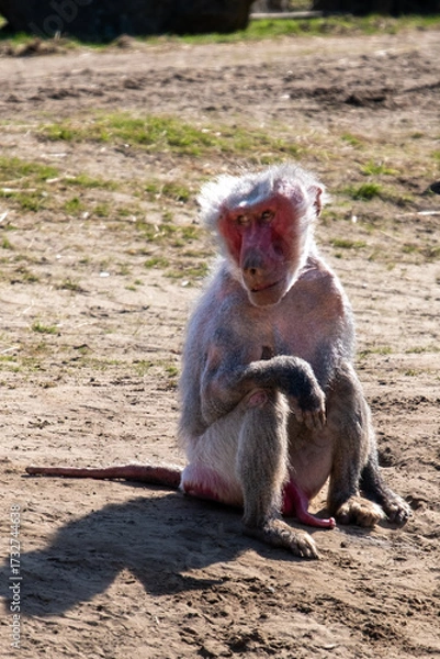Obraz Baboon sitting and contemplating