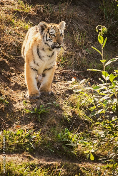 Obraz siberian tiger cub