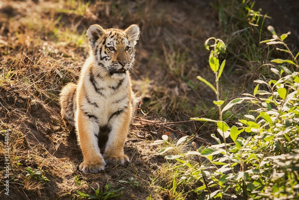 Obraz bengal tiger cub