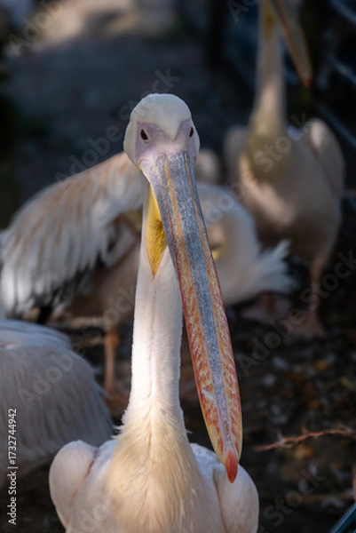 Obraz pelican on the beach