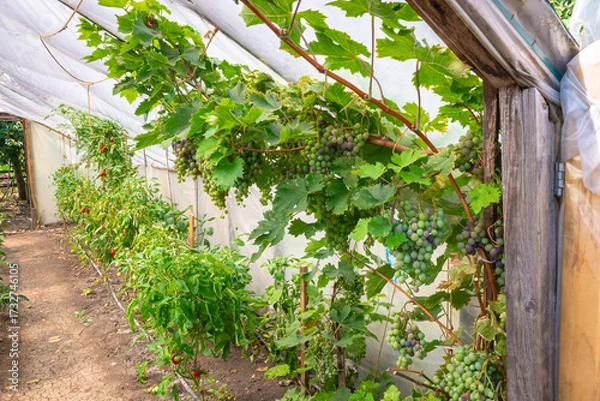 Fototapeta Greenhouse grapevine with bunches of grapes inside a polytunnel