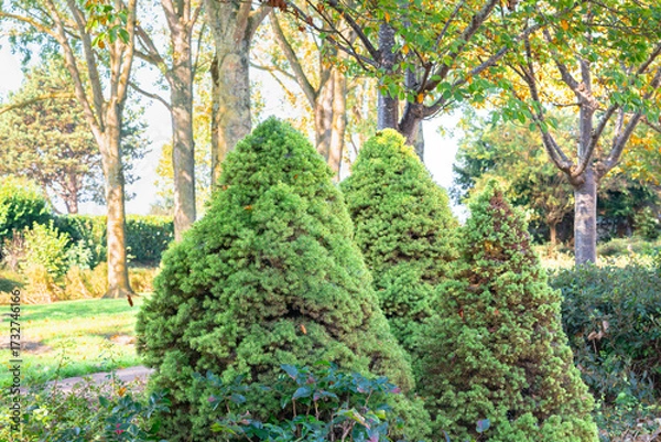 Fototapeta Picea glauca ‘Conica’ or dwarf Alberta spruces in a light garden park setting