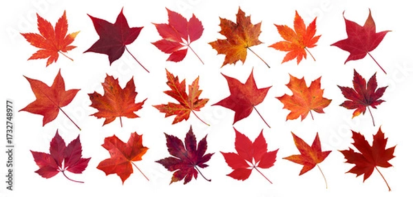 Fototapeta Set of red autumn leaves of liquidambar, maple, and Virginia creeper isolated transparent png