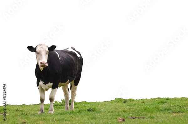 Obraz Cow on Grass