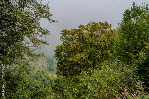 Fototapeta Foggy forest with green trees in Qabala Azerbaijan