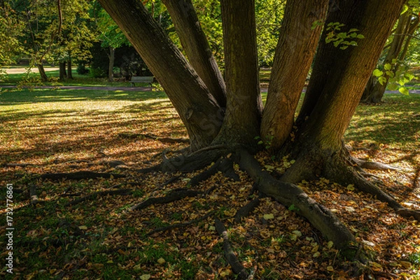 Obraz A tree with multiple trunks and thick roots protruding from the curb in a tranquil, sun-drenched parkland setting, surrounded by colorful foliage and a park bench, a peaceful natural scene