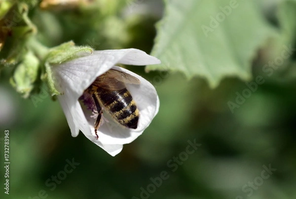 Fototapeta Biene in der Blüte eines Echten Eibischs
