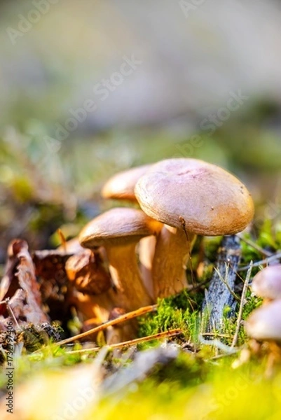 Fototapeta Group of wild mushrooms growing on forest floor, surrounded by vibrant green moss and fallen leaves, showcasing the beauty of nature and biodiversity in a serene environment