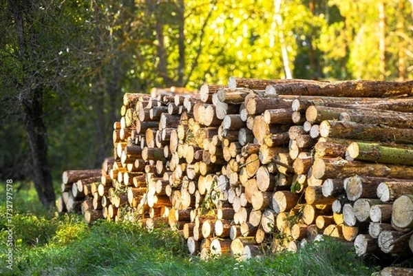 Fototapeta Stacked logs in a sunlit forest, showcasing the natural beauty of timber, with vibrant greenery surrounding the woodpile, emphasizing sustainable forestry practices and nature's bounty