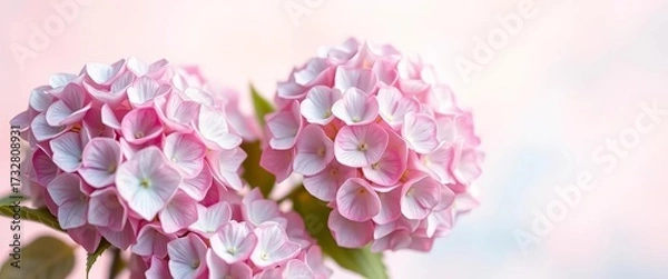 Obraz Soft focus hydrangeas on pastel ombre background, ample copy space,  invitation,  ombre