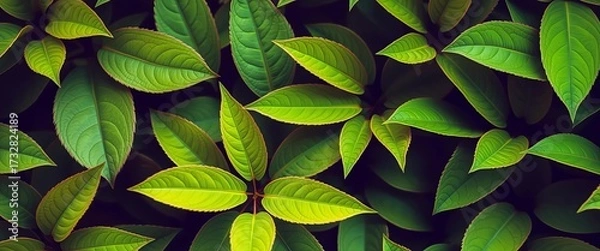 Obraz Vibrant green leaves seamlessly repeat in a horizontal close-up,  illustration,  fresh