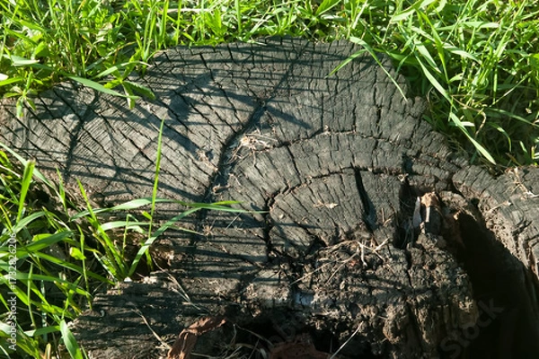 Fototapeta Top view of an old rotten tree stump with visible growth rings and wood texture, surrounded by green grass