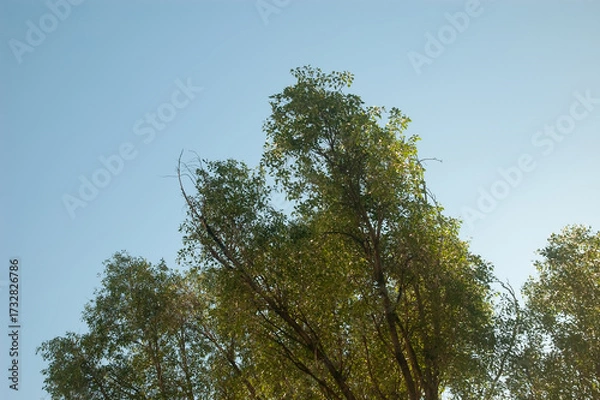Fototapeta Green tree canopies illuminated by sunlight against the sky, creating a bright summer scene.