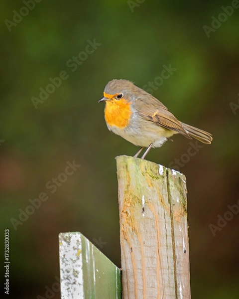 Obraz A vibrant robin perched on a worn wooden post, surrounded by a blurred green background