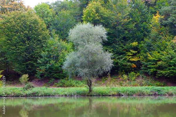Fototapeta Willow tree on the bank of the river in the autumn forest
