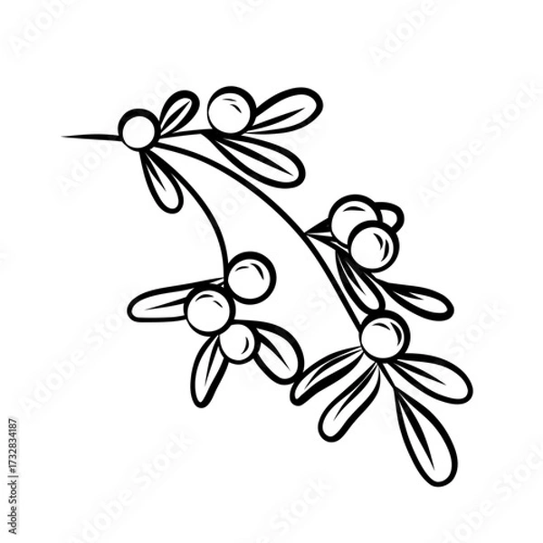 Fototapeta Christmas floristry. Linear illustration mistletoe branch on a white background. Doodle branch with berries.