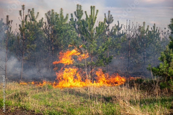 Fototapeta Intense wildfire blazing through a dense pine forest