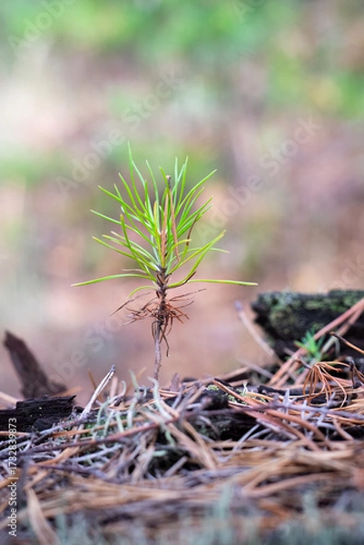 Fototapeta Resilient young sapling emerging from natural forest floor