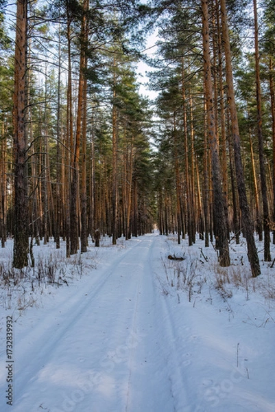 Fototapeta Serene snow-covered path winding through tall pine forest