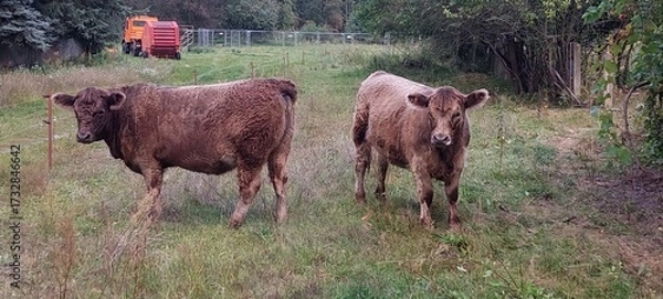 Obraz cows in a field