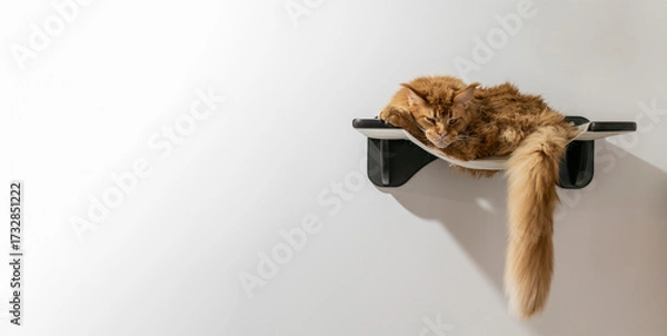 Fototapeta A big red cat is relaxing in a sunbed
